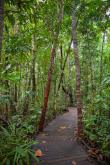 Obraz premium On a secret path deep into the rainforest.