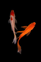 Naklejka premium Koi fish Butterfly fresh Black background 