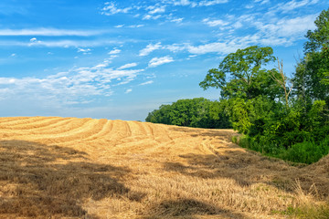Fototapeta na wymiar Harvested Wheat Field Landscape