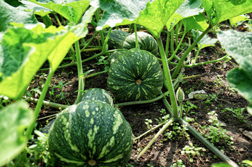 green pumpkins with leaves grow on the ground in a vegetable garden