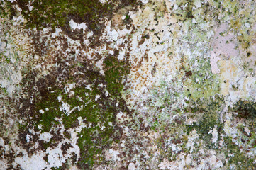 Vieux mur plein de mousse