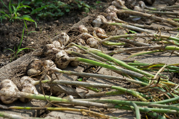 fresh garlic with stalks just dug from the ground. garlic is dried outdoors