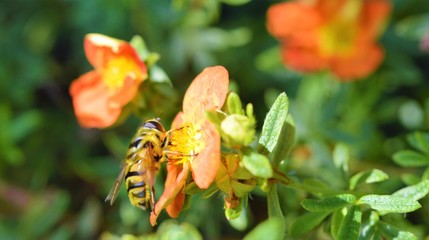 Hoverfly on a flower.