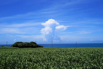伊良部島・さとうきび畑と入道雲