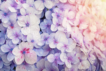 Obraz premium Background with beautiful purple hydrangea flowers