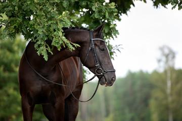 beautiful horse portrait under the oak tree
