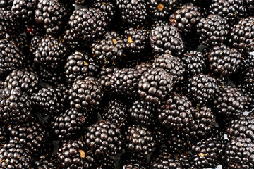 Fresh blackberry background. Texture blackberry berries close-up. Ripe berry background. Fresh blackberries background. Top view. Berries background.