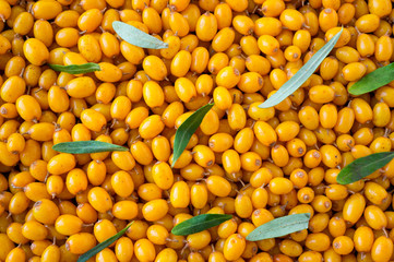 Sea-buckthorn background. Ripe and fragrant sea-buckthorn. Fresh yellow berry with leaves. Fresh berry background. Texture buckthorn berries close up.