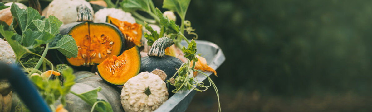 Different pumpkins in an autumn garden. Harvest of pumpkins. Banner for your design.