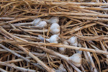 Harvest of drying garlic cloves