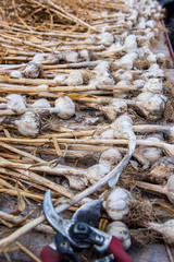 Harvest of drying garlic cloves