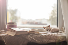 Kitten on a warm knitted sweater on the window sill