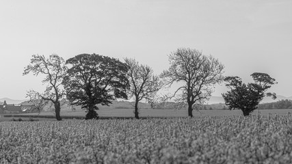 Ecosse
