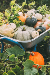 Organic raw pumpkins in an autumn garden. Harvest of pumpkins