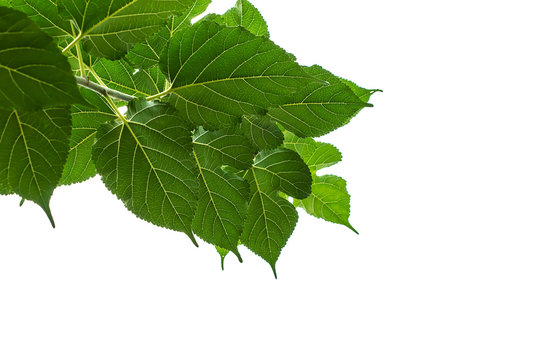 Mulberry green leaves on a white sky background.