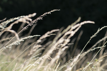Fototapeta premium Graminées d'été