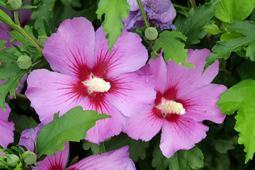 Closeup of two pink blossoms / petals of a hibiscus syriacus