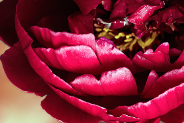 Abstract pink peony flower background .