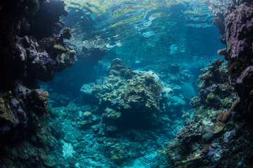 Beautiful reef-building corals thrive amid the Solomon Islands. This remote Melanesian region is part of the Coral Triangle due to its incredible marine biodiversity.