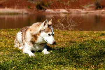 Husky siberien