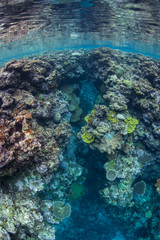 Naklejka na ściany i meble Beautiful reef-building corals thrive amid the Solomon Islands. This remote Melanesian region is part of the Coral Triangle due to its incredible marine biodiversity.