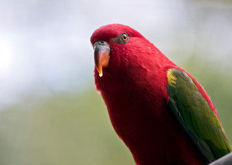 the chatting lory makes a lovely pet