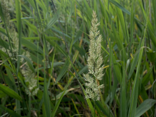 Spikelet of grass in the background thickets of high grass