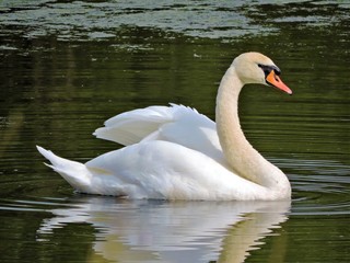 Naklejka premium swan on the lake