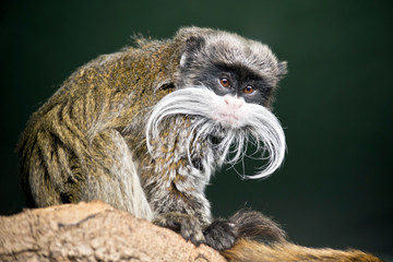 the emperor tamarin is resting