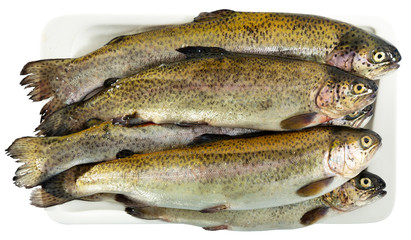 Uncooked silver trout