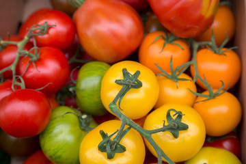 Mixture of Red and Yellow Tomatoes