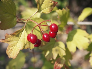 cherries on tree