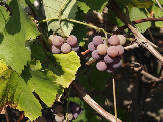 grapes on the vine