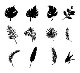 Vector set of tropical leaves. Abstract vector illustration.