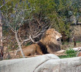 this is a side view of a lion