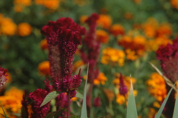 red flowers in the garden