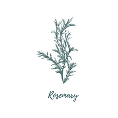 Rosemary hand drawing. 