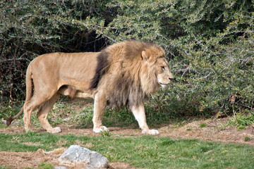 this is a side view of a lion