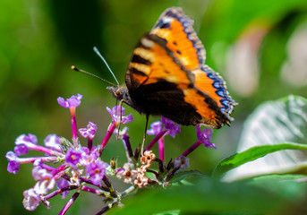 Butterfly eating nectar