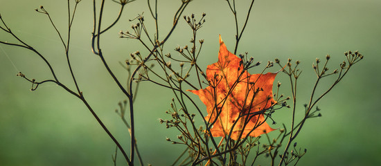 GOLDEN MAPLE LEAF - Colorful autumn in the morning sunshine