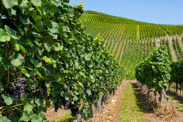 Fototapeta na wymiar Vineyard with growing red wine grapes, black or purple grapevines
