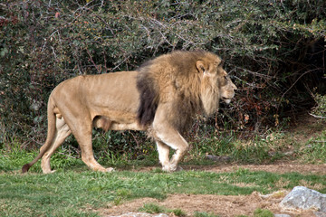this is a side view of a lion