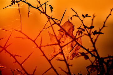 Fototapeta na wymiar FIERY MAPLE LEAF - Colorful autumn in the morning sunshine
