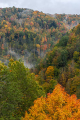 Buzzard Cliff - Foggy Autumn / Fall Forests - Twin Falls Resort State Park - West Virginia