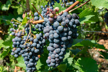 Vineyard with growing red wine grapes, black or purple grapevines