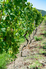 Fototapeta na wymiar Vineyard with growing white wine grapes, riesling or chardonnay grapevines in summertime