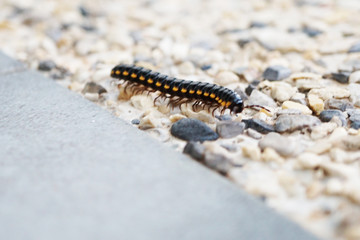 caterpillar on ground