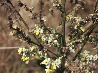 blooming apple tree in spring