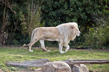 Obraz na płótnie Canvas this is a side view of a lion