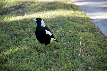 this is a side view of a magpie